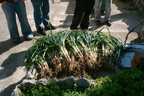 Los calçots recién cosechados
